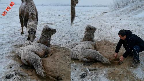 人和动物视频在线观看,在线观看精选视频集锦  第3张